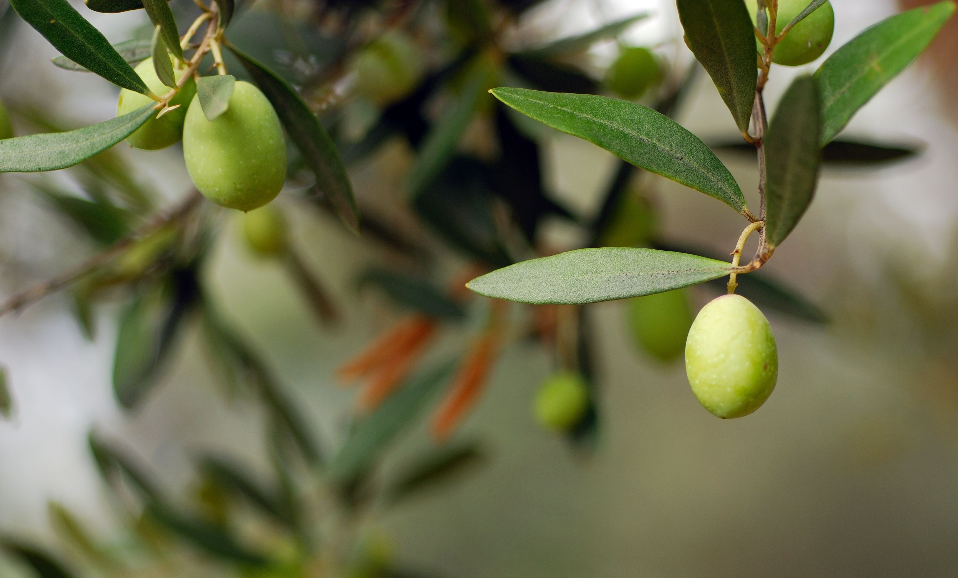 Zeytin Yapraklar Antioksidan Kayna