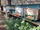 Zeytinburnu T�bbi Bitkiler Bah�esi'nde Bal Hasad� Yap�ld�