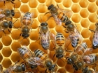 Zika Pani�i Nedeniyle Milyonlarca Bal Ar�s� �ld�r�ld�