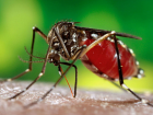 Zika Vir�s�, Brezilya'n�n Gelecek Neslini Tehdit Ediyor