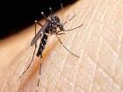Zika  Vir�s� Ev Sineklerinde De Tespit Edildi