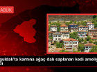 Zonguldak'ta karn�na a�a� dal� saplanan kedi ameliyatla kurtar�ld�