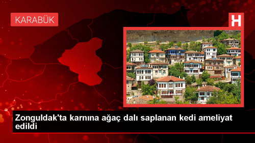 Zonguldak'ta karnna aa dal saplanan kedi ameliyatla iyiletirildi
