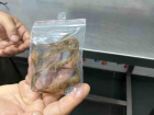 Zonguldak'ta Kedi Midesindeki 1,5 Metrelik Kurdeleyi Baarl Operasyonla kard